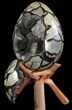 Septarian Dragon Egg Geode - Removable Section #78541-4